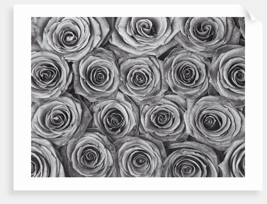 Roses full frame by Assaf Frank